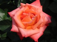 Rosa 018 (103851 bytes - 1024x768)