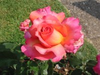 Rosa 028 (165921 bytes - 1024x768)