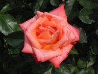 Rosa 032 (122766 bytes - 1024x768)