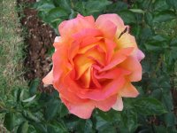 Rosa 049 (155816 bytes - 1024x768)