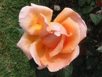 Rosa 052 (143518 bytes - 1024x768)