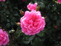 Rosa 146 (138877 bytes - 1024x768)