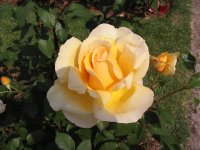 Rosa 147 (146973 bytes - 1024x768)