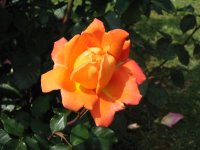 Rosa 151 (117051 bytes - 1024x768)