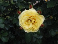 Rosa 153 (125413 bytes - 1024x768)