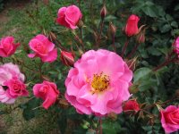 Rosa 154 (169638 bytes - 1024x768)