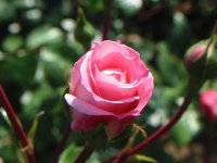 Rosa 080 (109499 bytes - 1024x768)