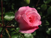 Rosa 081 (102523 bytes - 1024x768)