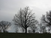 Panorama 1140 (267911 bytes - 1024x768)